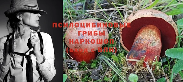 прущие грибы Медногорск