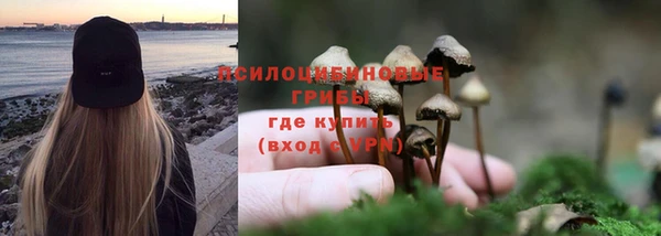 прущие грибы Медвежьегорск
