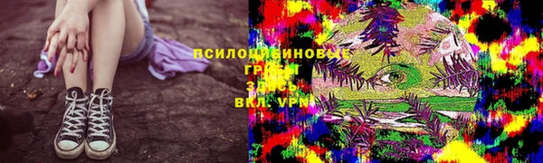 прущие грибы Медвежьегорск